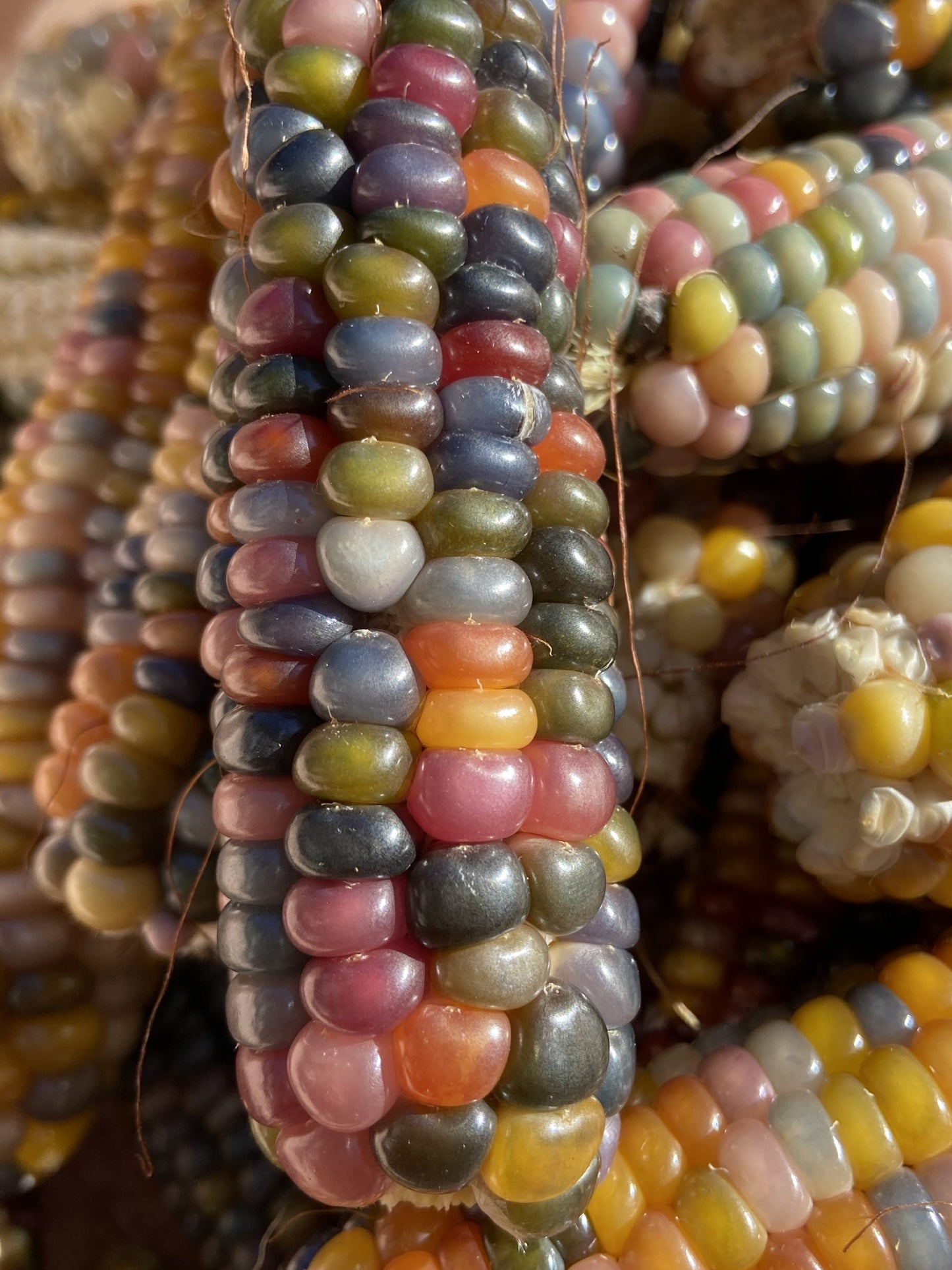 Gem Corn