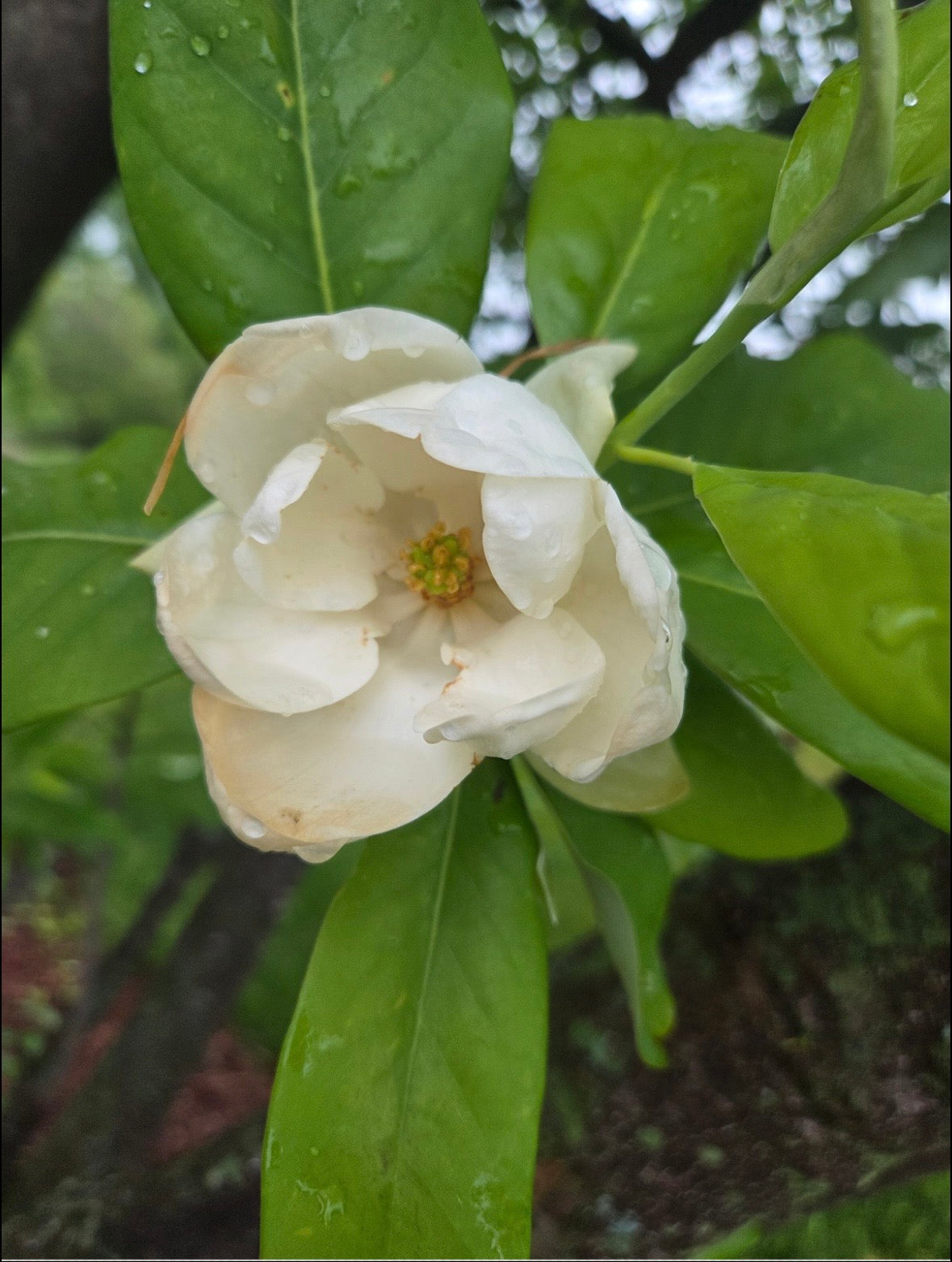 Magnolia Blossom attempt 2