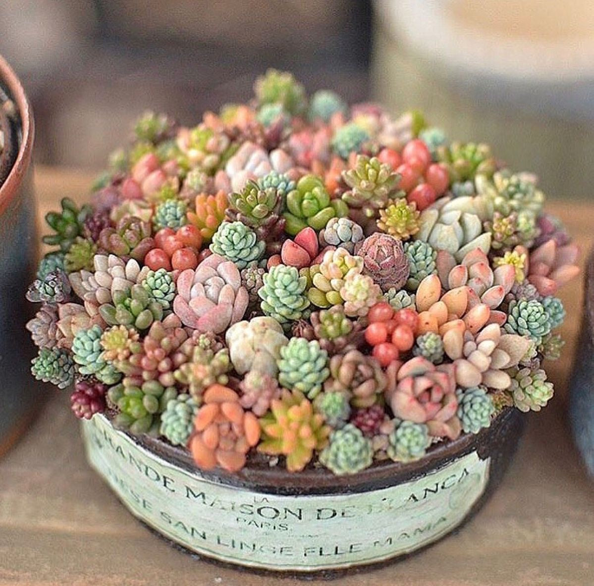 Succulent Garden