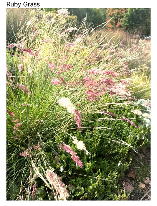 Ruby Grass